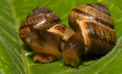 Macro shot of common snails on the leaf. Helix pomatia.