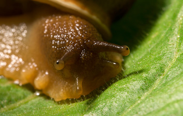 Macro shot of common snail on the leaf. Helix pomatia.