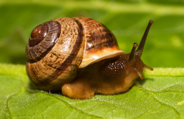 Macro shot of common snail on the leaf. Helix pomatia.
