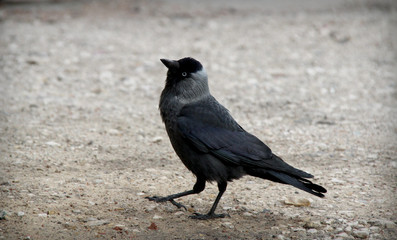 Crow on the ground
