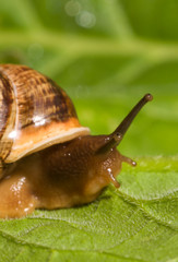 Macro shot of common snail on the leaf. Helix pomatia.