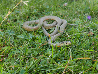 closeup photography of the snake Hierophis viridiflavus, the green whip snake or western whip snake  ,pyrenees catalonia Spain.
