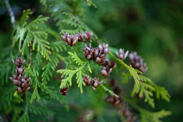 green pine cones
