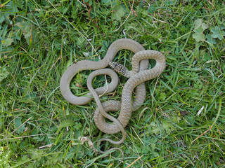 Obraz premium closeup photography of the snake Hierophis viridiflavus, the green whip snake or western whip snake ,pyrenees catalonia Spain. 