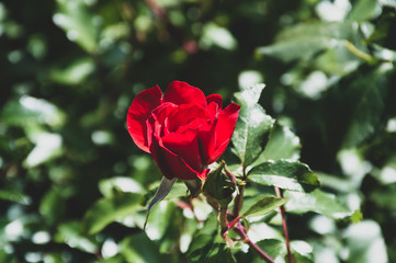 beautiful red roses in garden