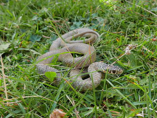 closeup photography of the snake Hierophis viridiflavus, the green whip snake or western whip snake...
