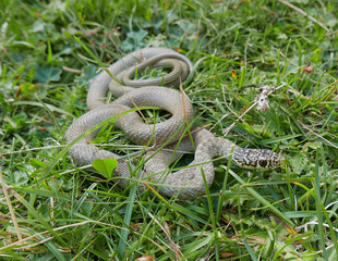 closeup photography of the snake Hierophis viridiflavus, the green whip snake or western whip snake  ,pyrenees catalonia Spain.
