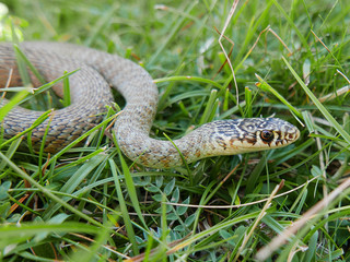 closeup photography of the snake Hierophis viridiflavus, the green whip snake or western whip snake...