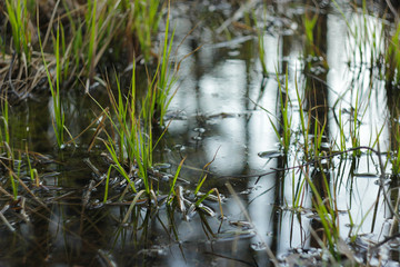 grass and water
