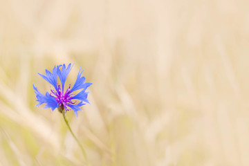 bright blue cornflower close-up against a beige soft focus background