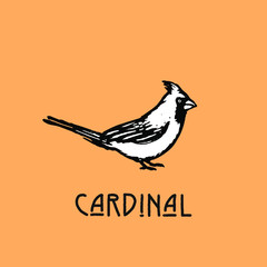 Hand drawn illustration in retro vintage style. Cardinal bird.