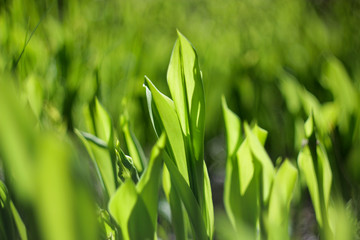 green grass background