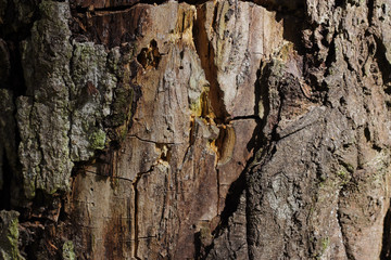 bark of a tree