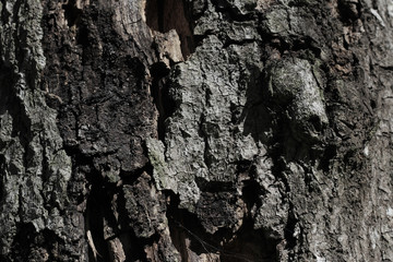 tree bark texture