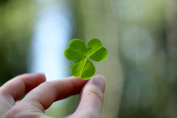 hand holding a clover