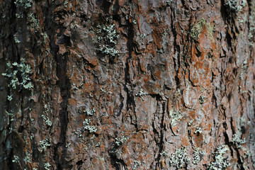 bark of a tree