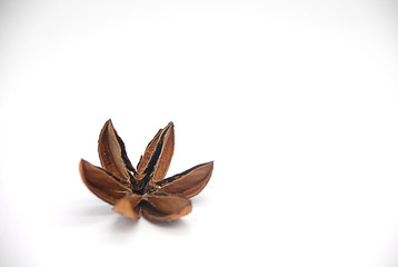 Pods of trees on white background