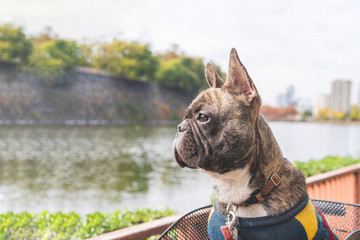 young French bulldog  sitting in a bicycle basket, dog outdoor portrait