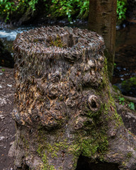 Coins in a Wish Tree in Rosemarkie