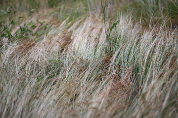 close up of grass in the wind