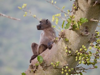 Ein Affe entspannt im Baum