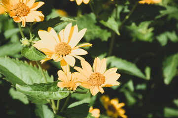  yellow calendula flowers on green background