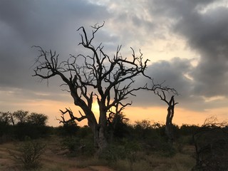 Ein Marula Baum im Sonnenuntergang
