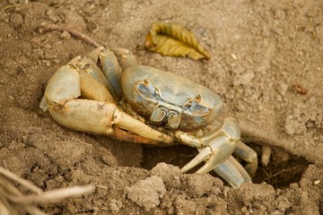Crab