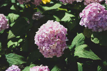 close up of a phlox pink flower