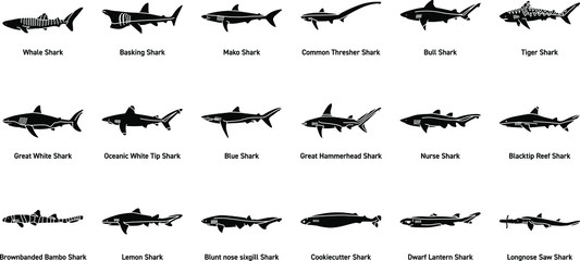 A Set of Shark Icon's/Illustrations - obrazy, fototapety, plakaty