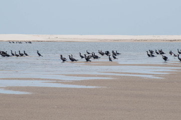 birds on the beach