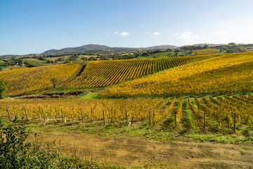 Fototapeta na wymiar Italy Grosseto maremma Scansano, cultivation of Morellino di Scansano vine, autumn colors.