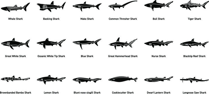 Free Free 264 Silhouette Hammerhead Shark Svg SVG PNG EPS DXF File