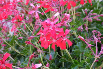 Fototapeta premium Flores rojas en una huerta