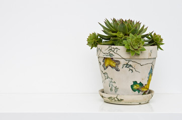 Decorative green succulent in a pot on shelf