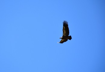 Griffon vulture in flight with blue sky.
