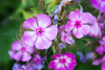 close up of a phlox pink flower