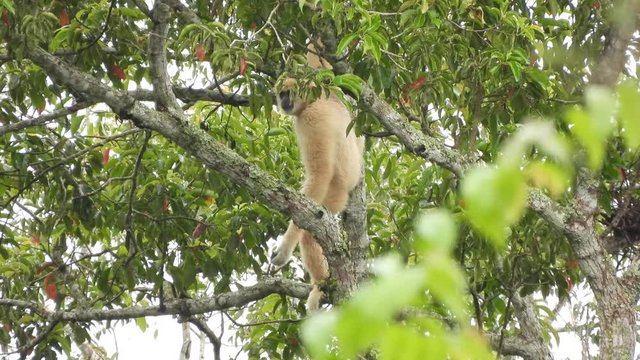 The gibbons sounding on the trees, Khao Yai National Park, Thailand