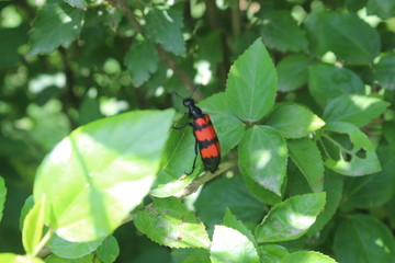Red and black beetle sitting on a leaf