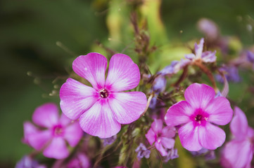 close up of a phlox pink flower