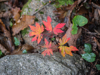 Autumn