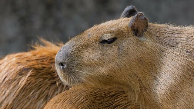 close up portrait of capybara (Hydrochoerus hydrochaeris). Wild nature stock footage.