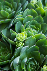 Full frame green succulent plant texture