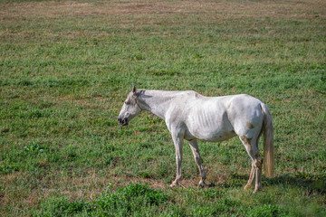 Obraz na płótnie Canvas View of beautiful white and yellow horse grazing in a field of green herbs