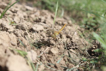 Selective focus on dragon fly and background made blur on purpose