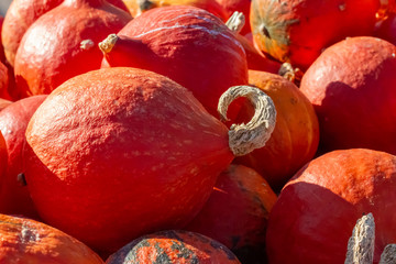 sehr viele orange Kürbisse liegen auf einem Haufen	
