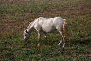 Obraz na płótnie Canvas View of beautiful white and yellow horse grazing in a field of green herbs