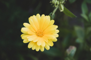  yellow calendula flowers on green background
