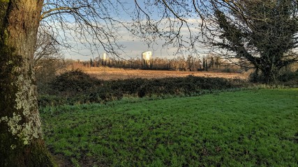 landscape with trees