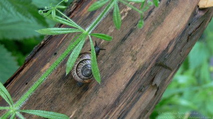 Snail on the tree